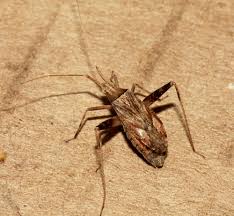 Attēlu rezultāti vaicājumam “Phytocoris varipes”