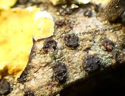 Attēlu rezultāti vaicājumam “Lecidella elaeochroma”