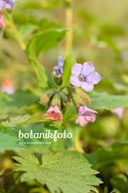 Attēlu rezultāti vaicājumam “Pulmonaria obscura leaf”