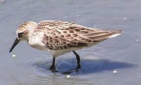 Image result for Calidris pusilla