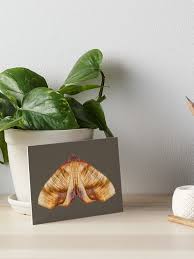 Attēlu rezultāti vaicājumam “Plagodis dolabraria”