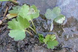 Attēlu rezultāti vaicājumam “Ranunculus sceleratus leaf”