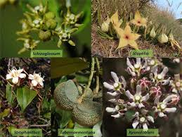 Attēlu rezultāti vaicājumam “Apocynaceae”