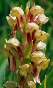 Attēlu rezultāti vaicājumam “Coeloglossum viride flower”