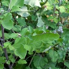 Attēlu rezultāti vaicājumam “Arctium tomentosum leaf”