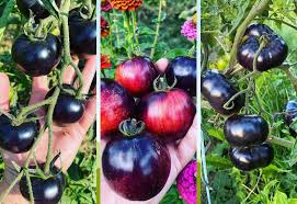 Afbeeldingsresultaat voor debarro black tomato