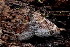 Attēlu rezultāti vaicājumam “Xanthorhoe spadicearia”