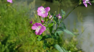 Attēlu rezultāti vaicājumam “Epilobium parviflorum”