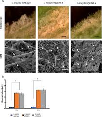 Attēlu rezultāti vaicājumam “Didymium aggregatum macro”