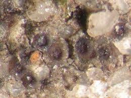 Attēlu rezultāti vaicājumam “Cliostomum corrugatum”