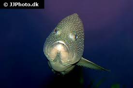 Image result for Cephalopholis fulva