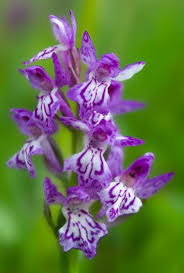 Attēlu rezultāti vaicājumam “Dactylorhiza traunsteineri”