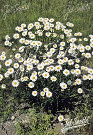 Attēlu rezultāti vaicājumam “Leucanthemum vulgare”