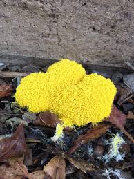 Attēlu rezultāti vaicājumam “Fuligo septica var. rosea young”