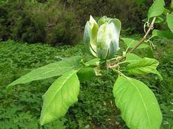 Attēlu rezultāti vaicājumam “Magnolia acuminata flower”