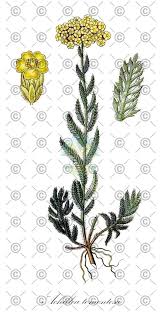 Attēlu rezultāti vaicājumam “Achillea ptarmica fruit”