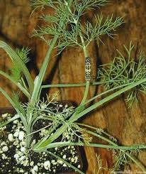 Attēlu rezultāti vaicājumam “Anethum graveolens”