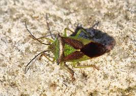 Attēlu rezultāti vaicājumam “Acanthosoma haemorrhoidale”