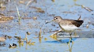 Attēlu rezultāti vaicājumam “Tringa ochropus”