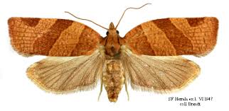 Attēlu rezultāti vaicājumam “Pandemis cinnamomeana female”