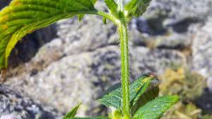 Attēlu rezultāti vaicājumam “Galeopsis bifida”