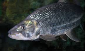 Image result for Goliath Tigerfish