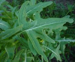 Attēlu rezultāti vaicājumam “Sisymbrium volgense leaf”