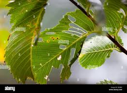 Attēlu rezultāti vaicājumam “Ulmus laevis leaf”