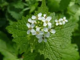 Attēlu rezultāti vaicājumam “Alliaria petiolata leaf”