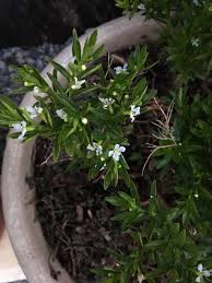 Attēlu rezultāti vaicājumam “Thesium alpinum leaf”