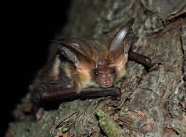 Attēlu rezultāti vaicājumam “Myotis dasycneme”