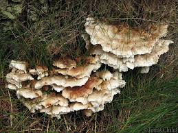 Attēlu rezultāti vaicājumam “Postia leucomallella”