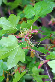 Attēlu rezultāti vaicājumam “Acer campestre fruit”