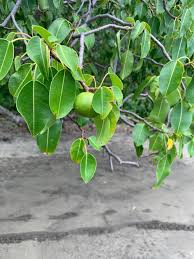 Attēlu rezultāti vaicājumam “Pyrus communis leaf”