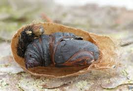 Attēlu rezultāti vaicājumam “Saturnia pavonia cocoon”