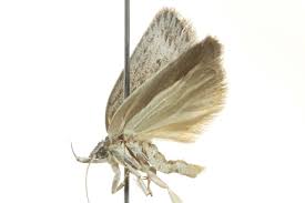 Attēlu rezultāti vaicājumam “Depressariidae”