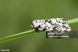 Attēlu rezultāti vaicājumam “Lymantria monacha”