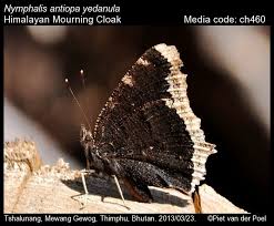 Attēlu rezultāti vaicājumam “Nymphalis antiopa underside”