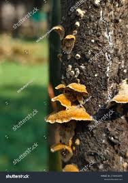 Attēlu rezultāti vaicājumam “Steccherinum ochraceum”