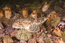 Image result for Myoxocephalus octodecemspinosus