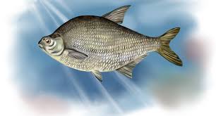 Image result for Abramis brama