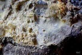 Attēlu rezultāti vaicājumam “Enteridium liceoides spores”