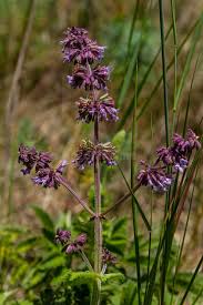 Attēlu rezultāti vaicājumam “Salvia verticillata flower”