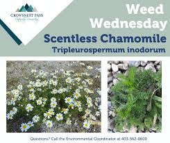 Attēlu rezultāti vaicājumam “Tripleurospermum inodorum”