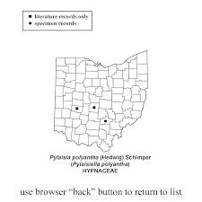 Attēlu rezultāti vaicājumam “Pylaisia polyantha”