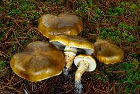 Attēlu rezultāti vaicājumam “Trichia flavicoma macro”