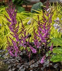 Attēlu rezultāti vaicājumam “Astilbe chinensis leaf”