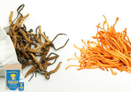 Attēlu rezultāti vaicājumam “Cordyceps polyarthra”