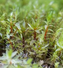Attēlu rezultāti vaicājumam “Bryum bimum”