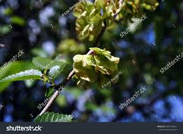 Attēlu rezultāti vaicājumam “Ulmus glabra leaf”